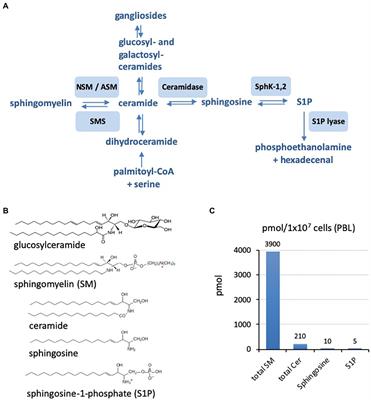 The Manifold Roles of Sphingolipids in Viral Infections